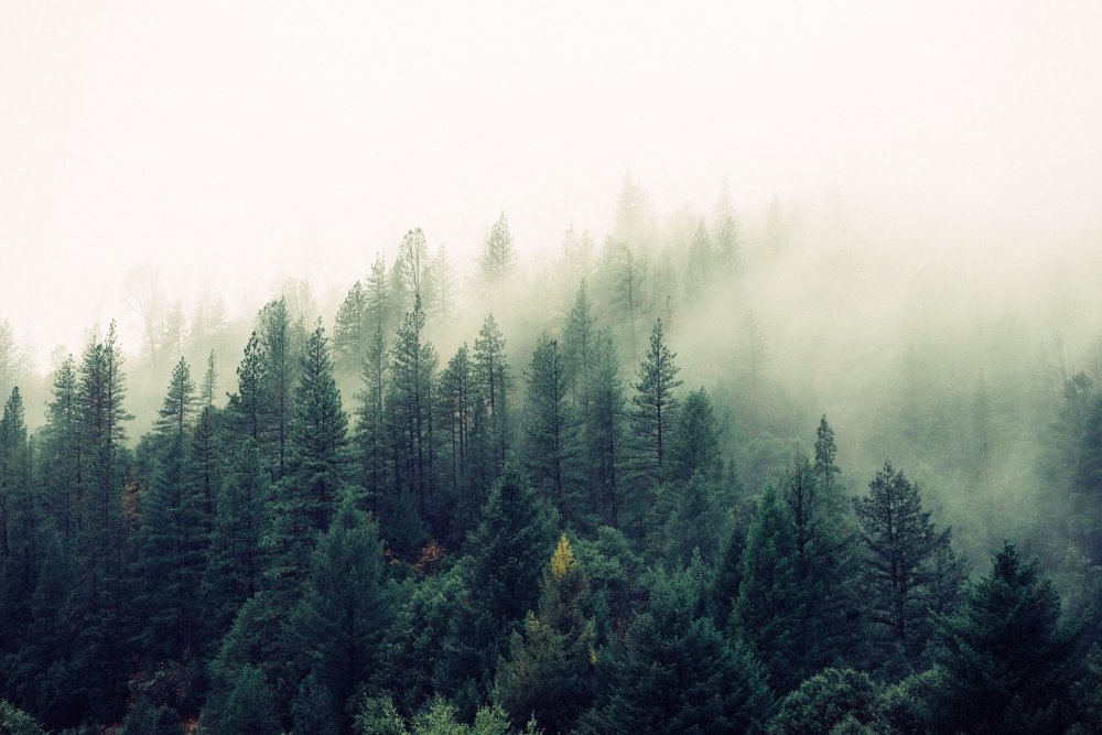 Туманный еловый лес