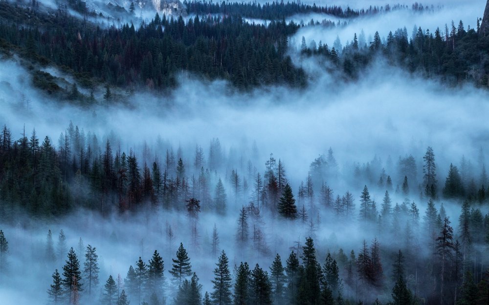Густой туман в лесу