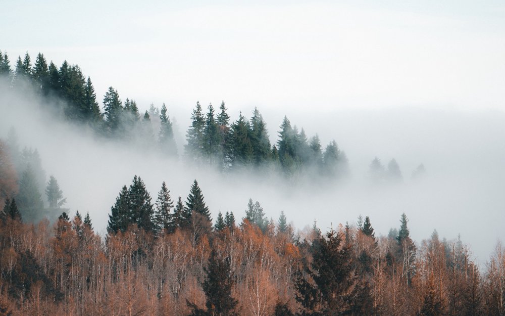 Туманный лес Швеция
