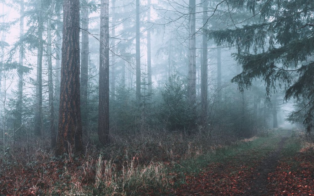 Затуманенный лес