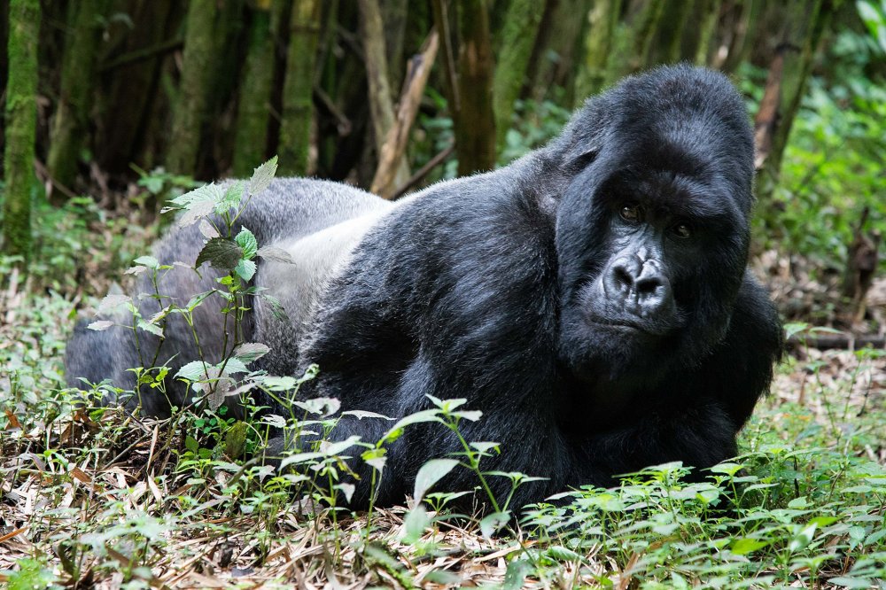 Руанда гориллы