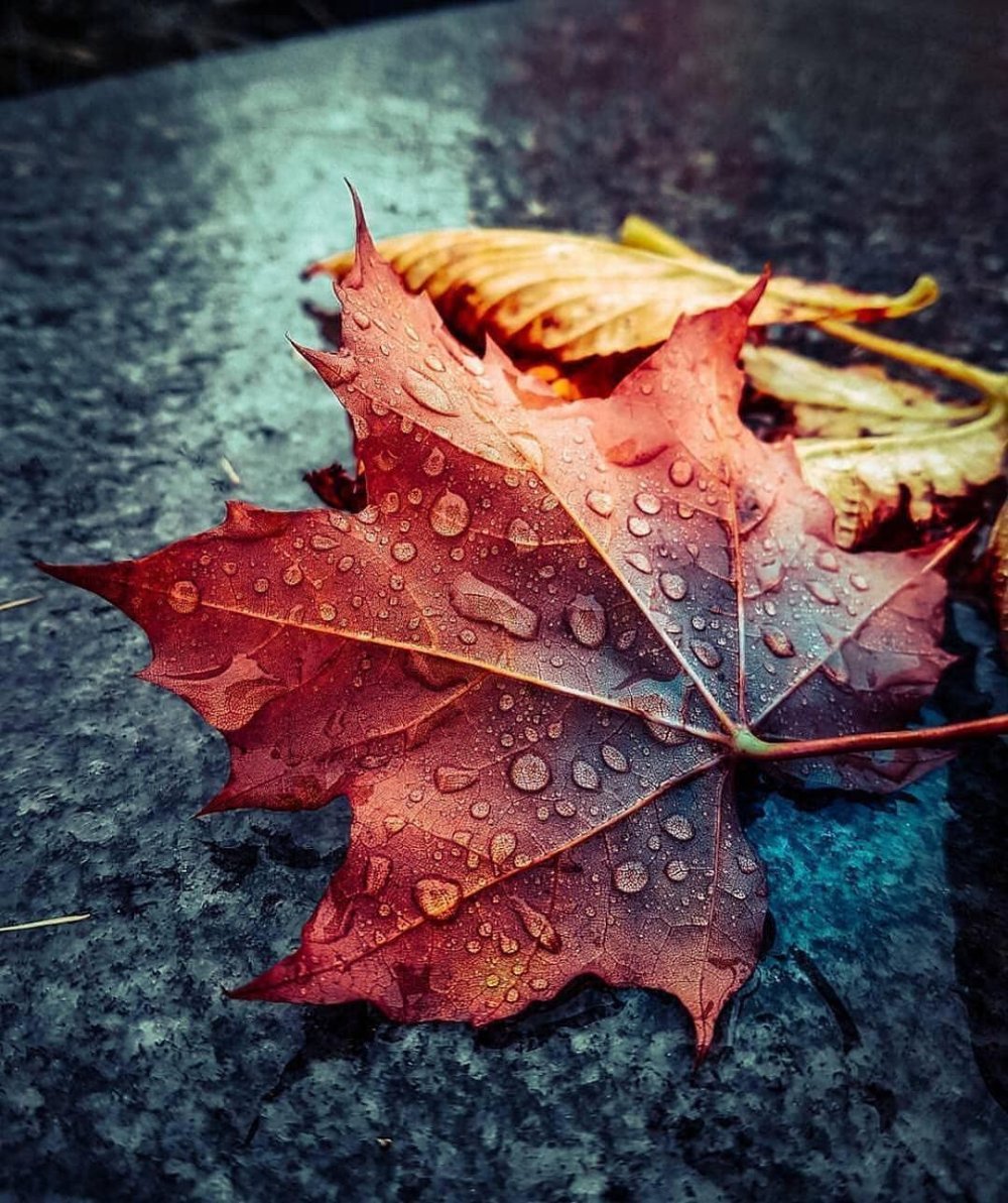 Кленовый лист осенью