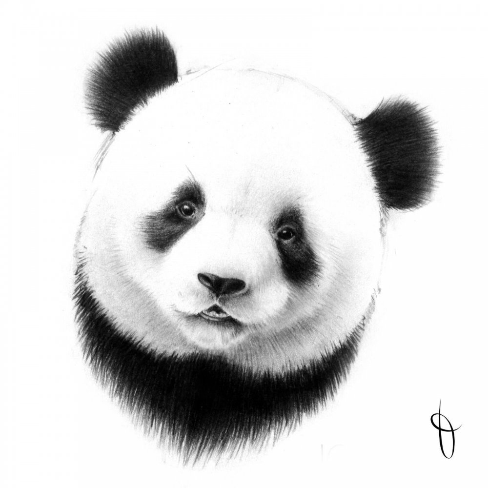 Панда в иллюстраторе