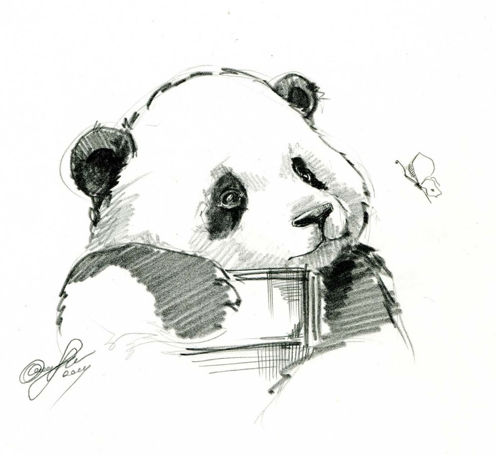 Панда маленькая для рисования