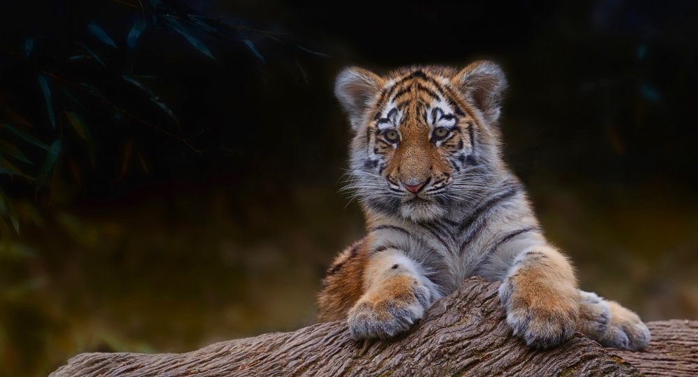 Алмазная живопись тигр и Тигренок
