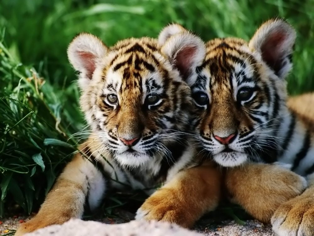 Самые красивые тигры