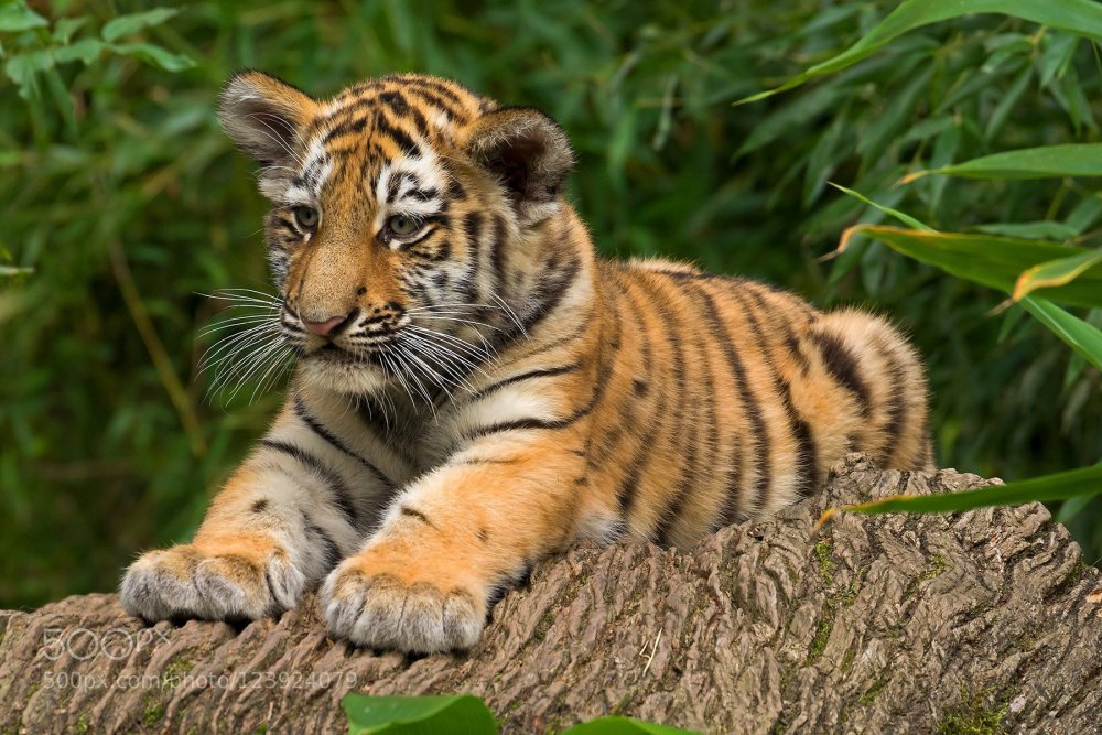 Амурский тигр с тигрятами красивые