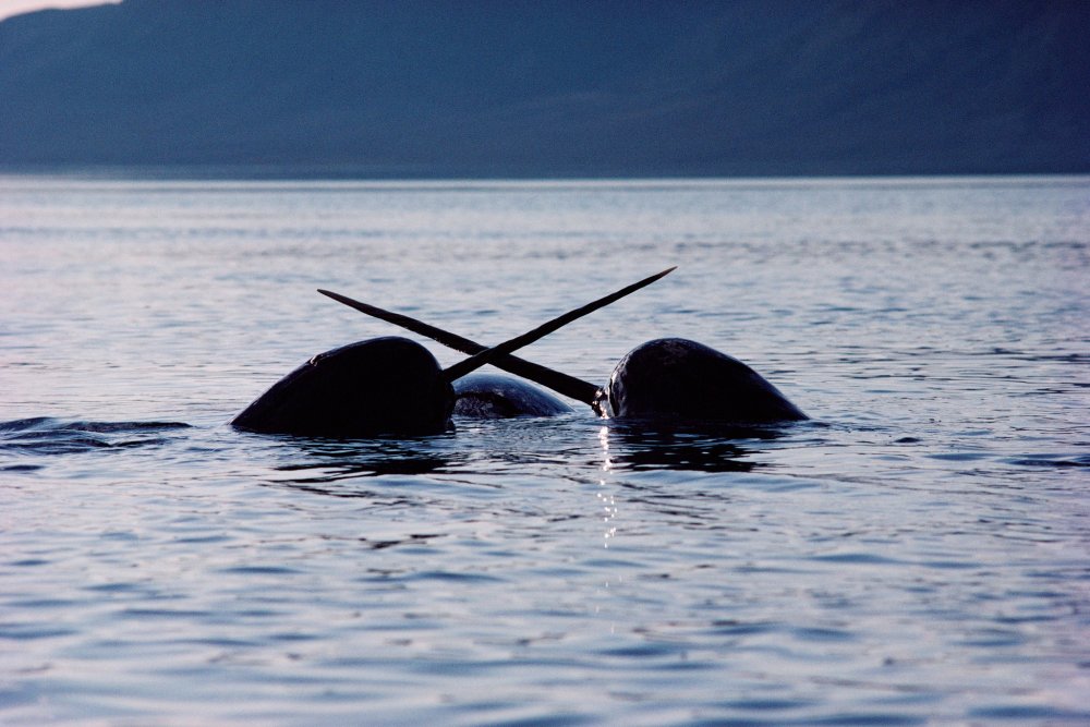 Гренландский кит и нарвал