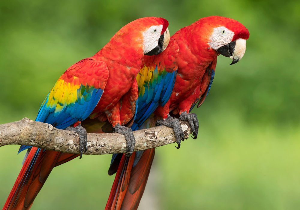 Попугай ара Макао