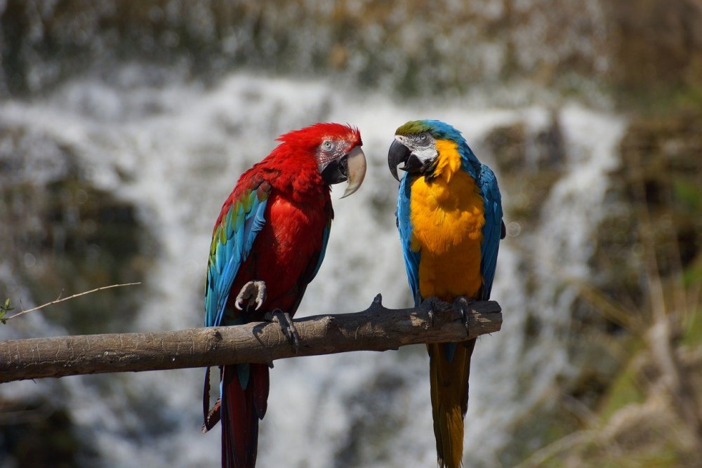 Два попугая ара
