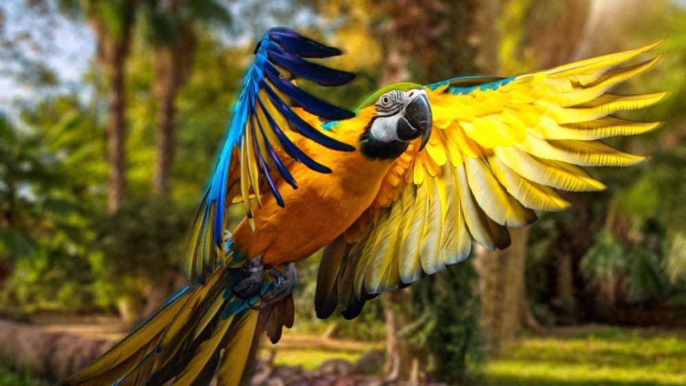 Яркие тропические попугаи
