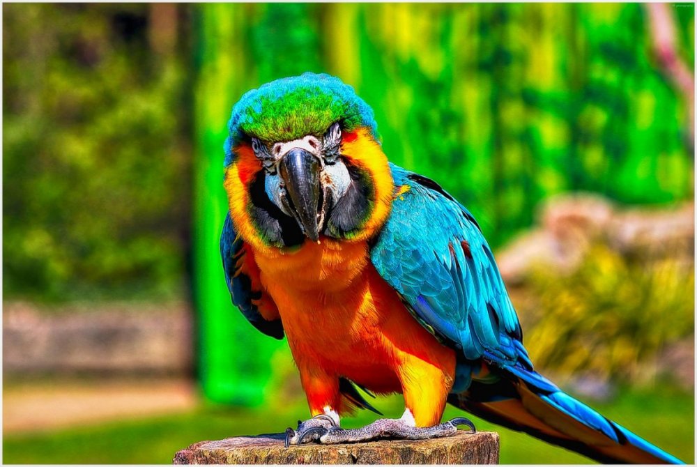 Красивые попугаи самые большие