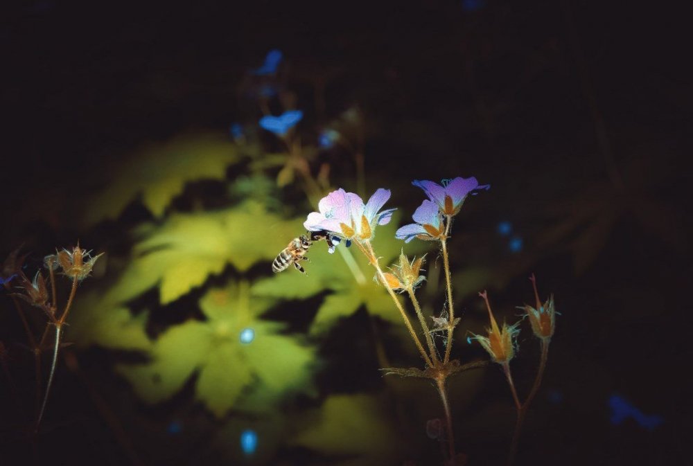 Растения ночью