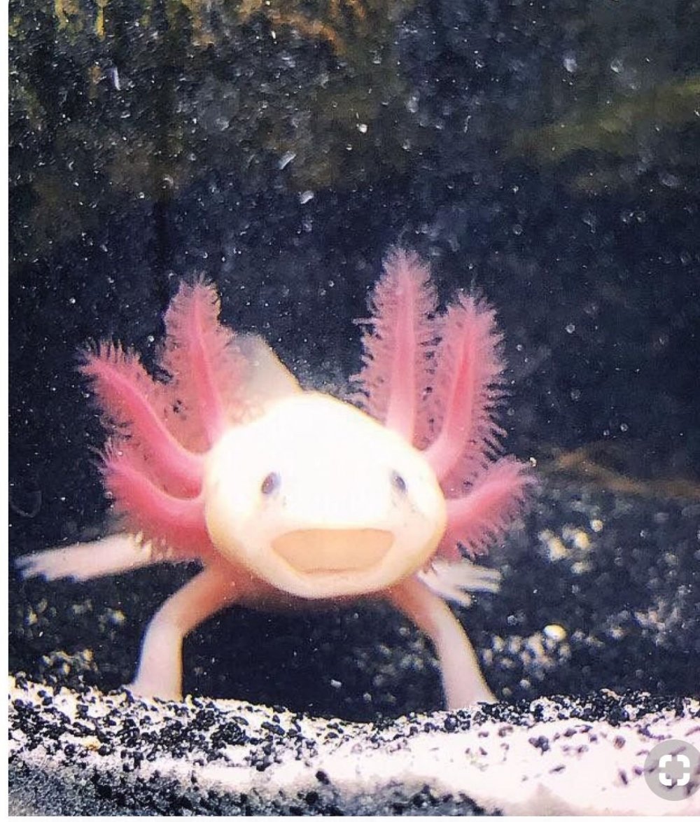 Axolotl black dota фото 116
