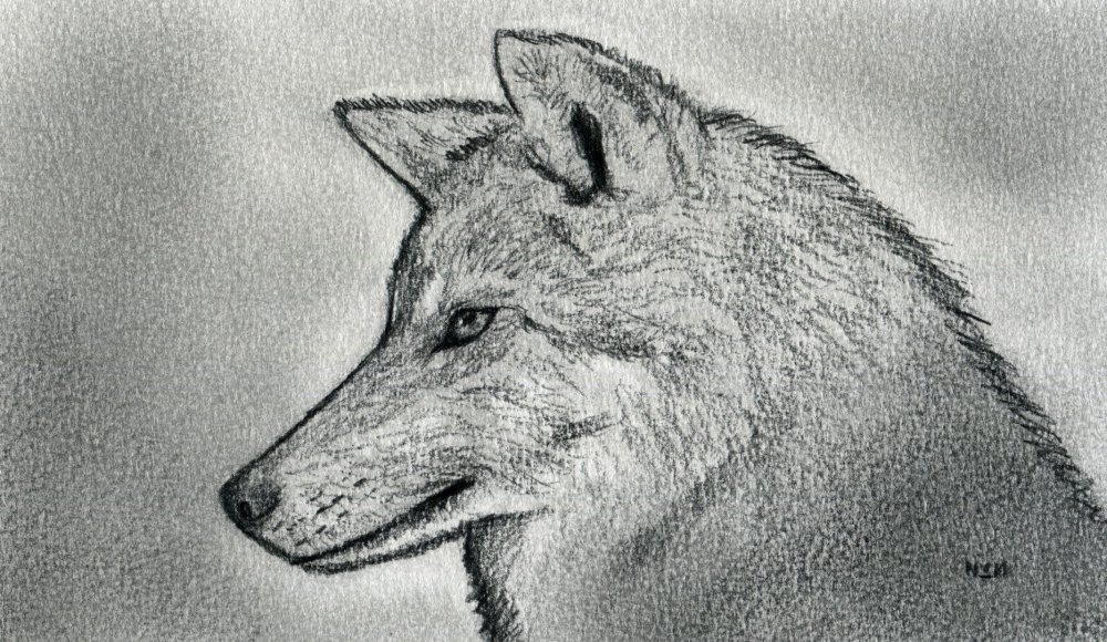 Красивые рисунки карандашом волк