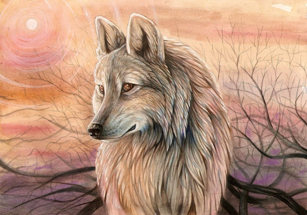Самый красивый рисунок волка