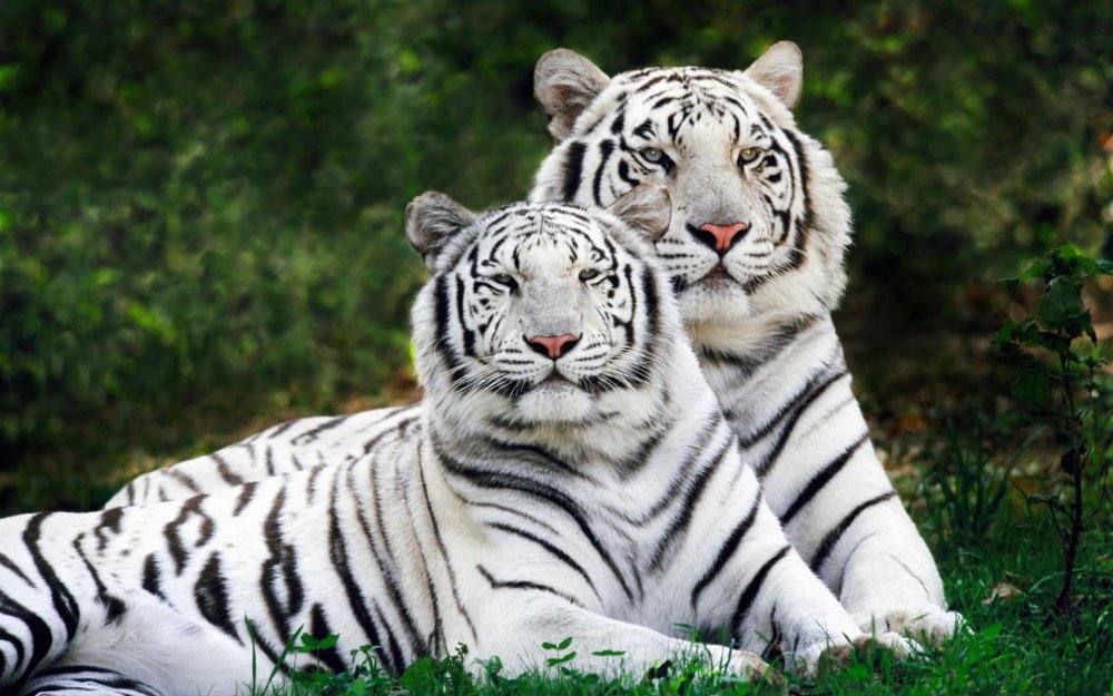Тигрята в природе