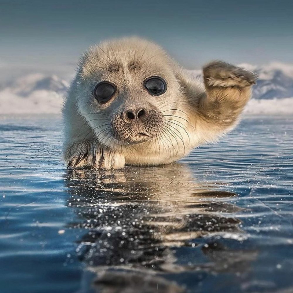 Антарктида тюлень морской леопард