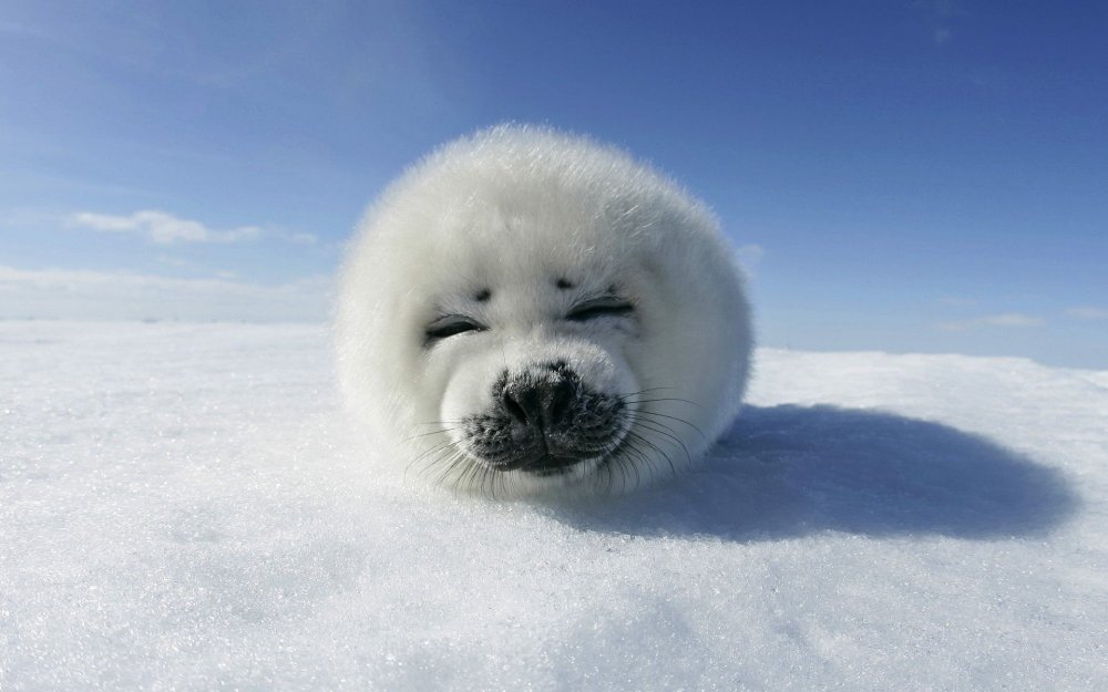Гренландский тюлень Нерпа