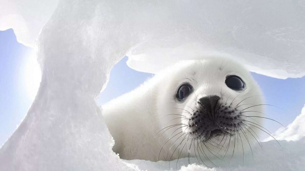 Тюлень крабоед в Антарктиде