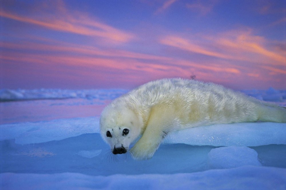 Тюлень белёк в Арктике