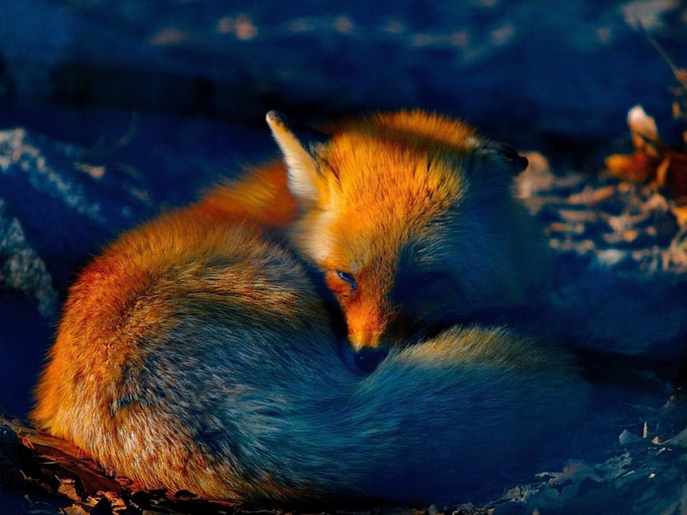 Сказочные сны лисы