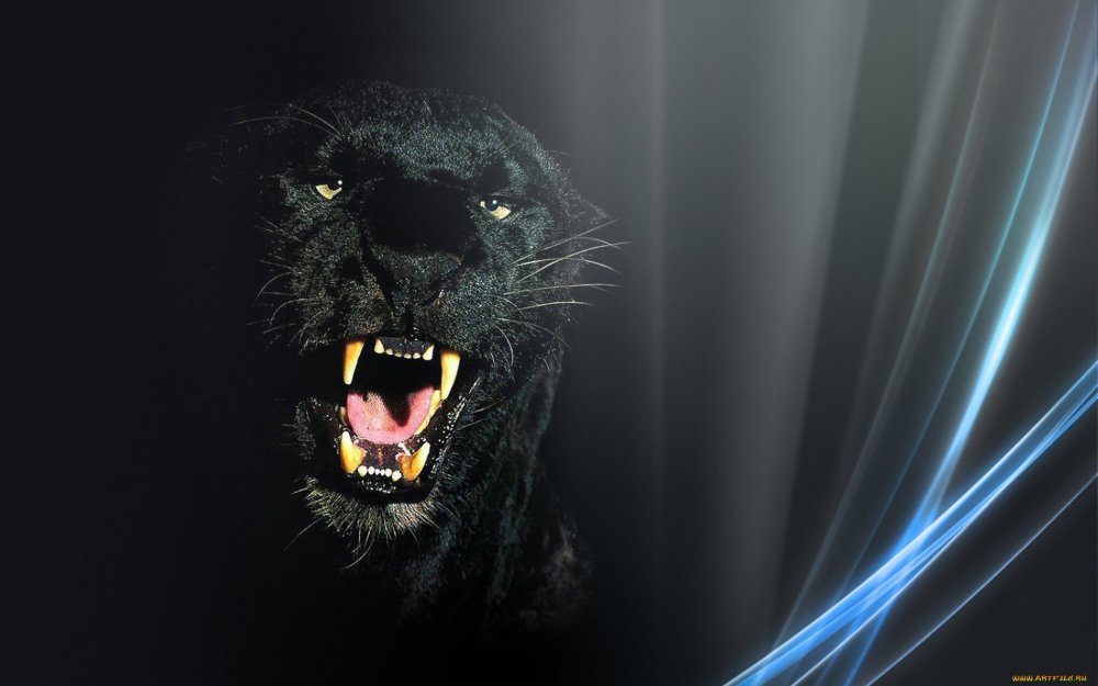 Black Jaguar, Panther
