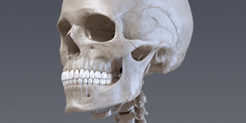Человеческий череп арт