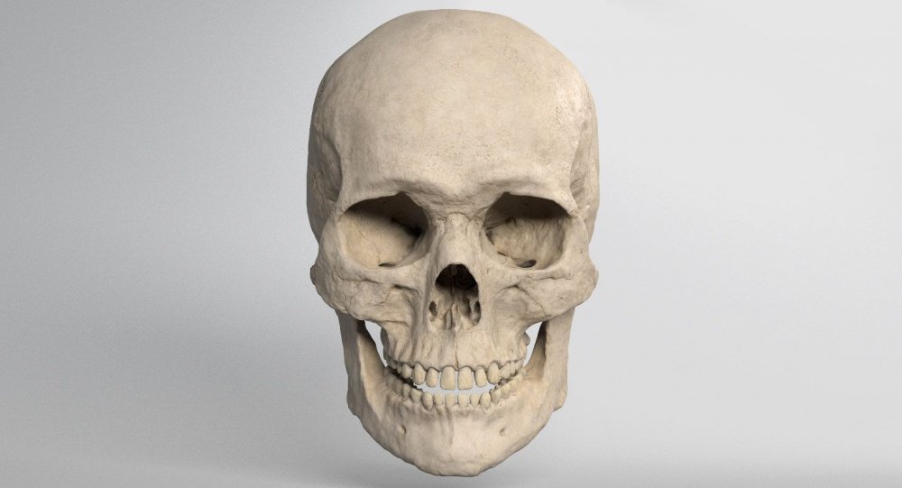 Проекция черепа человека