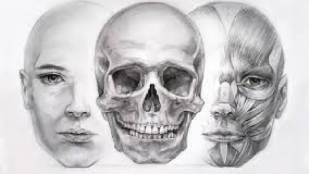 3d модель черепа человека