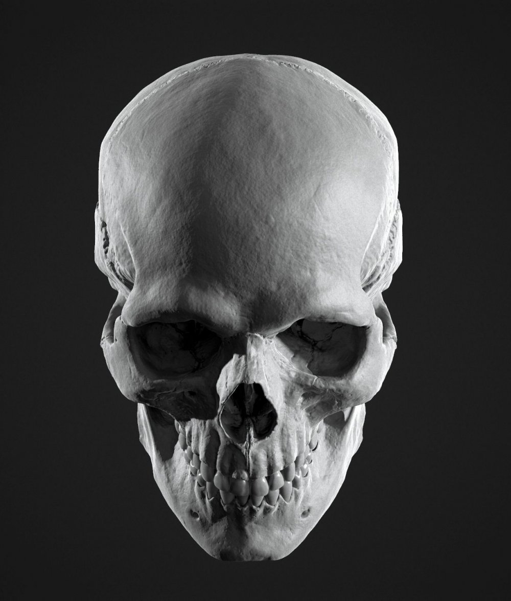 Зарисовка костей черепа
