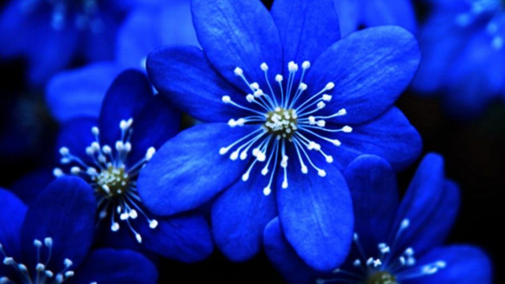 Цветочки синего цвета