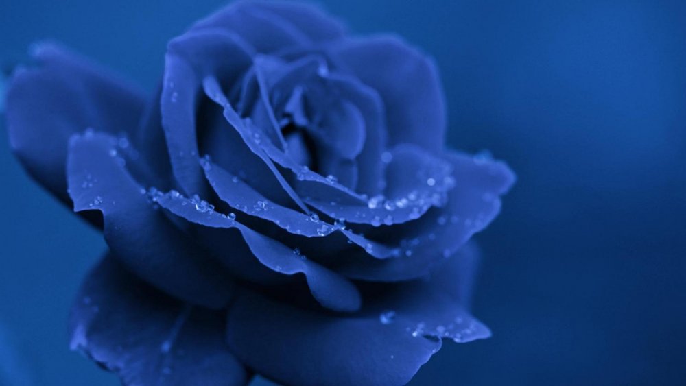 Красивые цветы на синем фоне