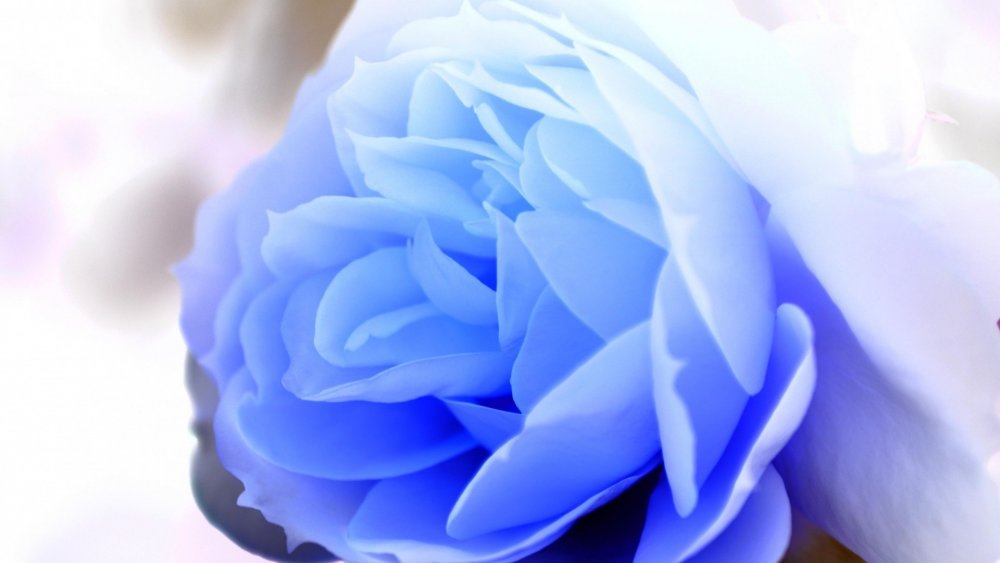 Нежно голубые цветы