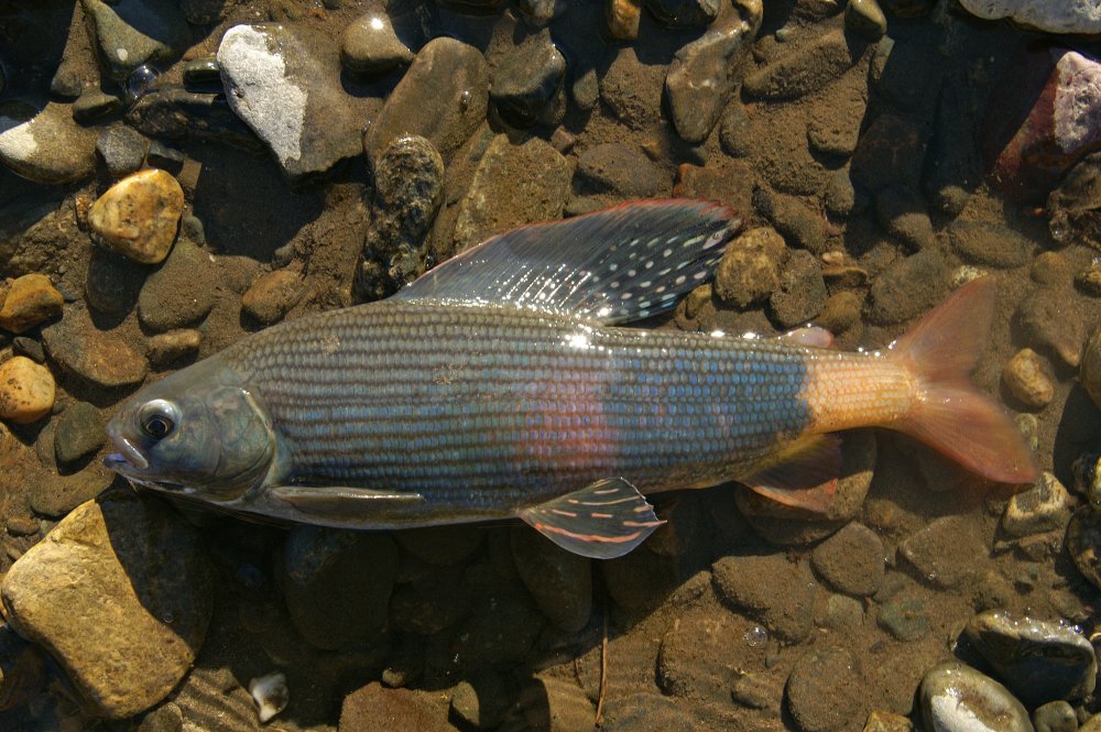 Рыба хариус Сибирский