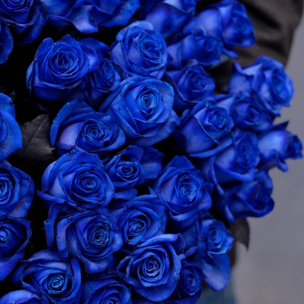 Голубые розы картинки