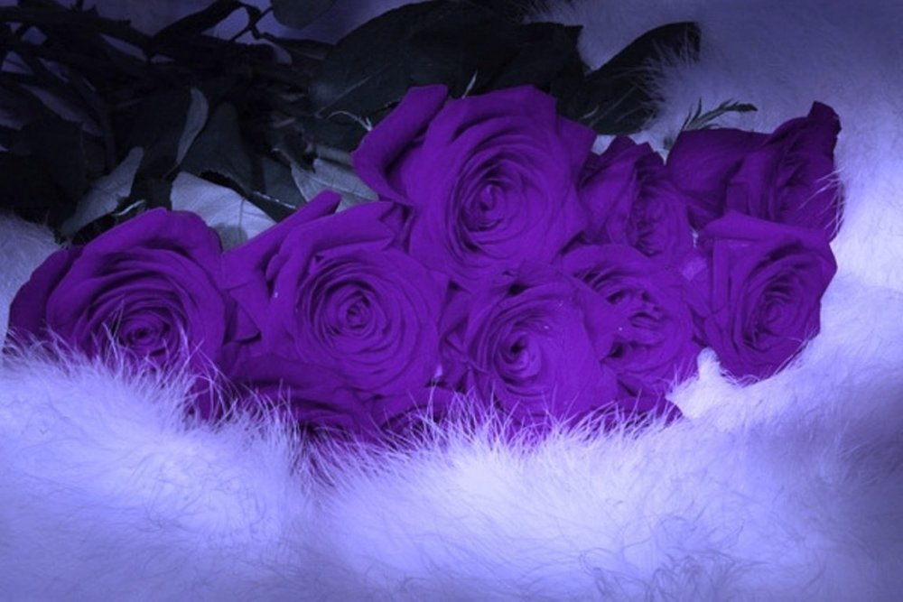 Красивые букеты фиолетовых роз