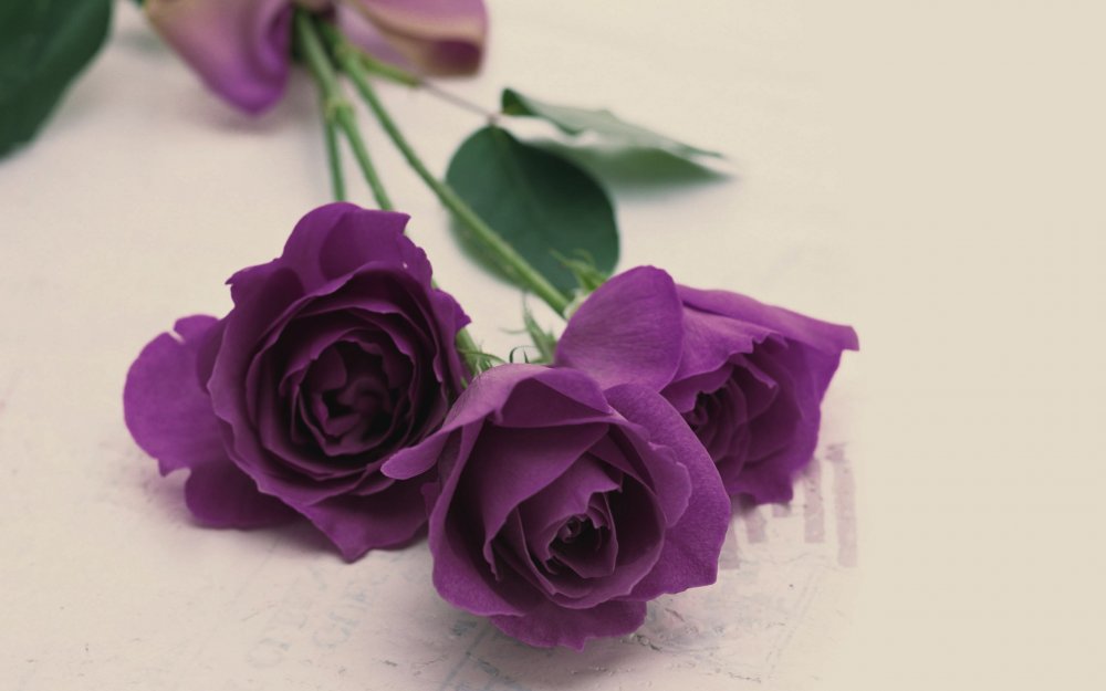 Розы фиолетовые и сиреневые