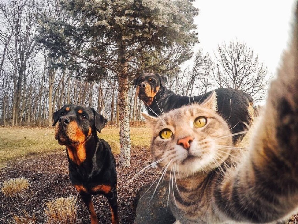 Селфи котов и собак