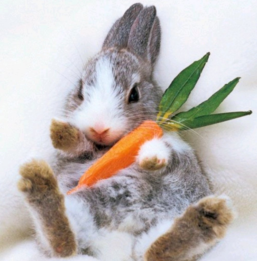 5 Зайчиков с морковкой