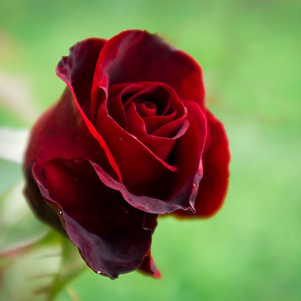 Темные красные розы