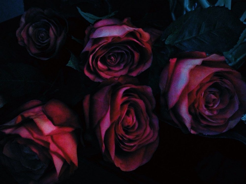Шикарные красные розы