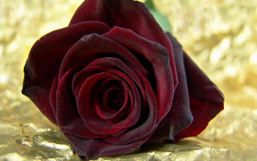 Роза бордовая полумахровая