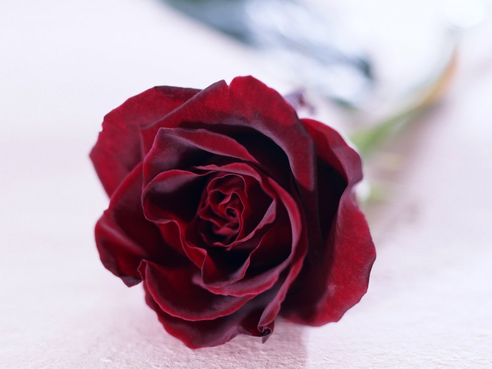 Букет 25 шт бордовый розы чёрный принц
