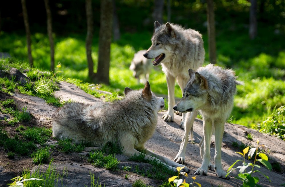 Волк волчица Волчонок семья