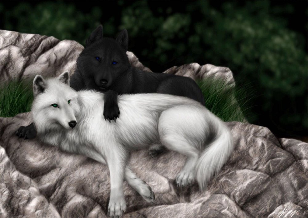 Волк волчица и 2 волчонка