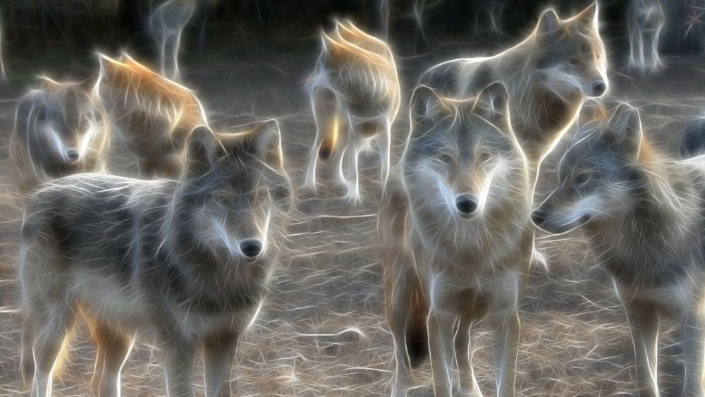 Волчонок иллюстрация
