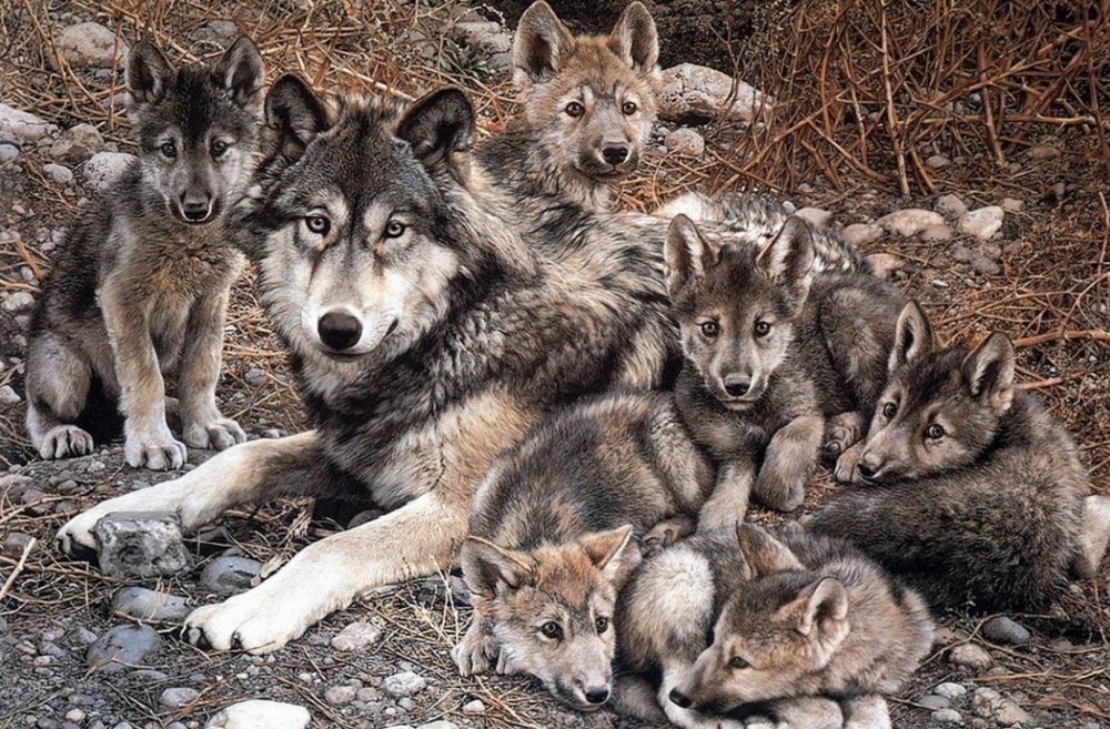 Волк волчица Волчонок семья