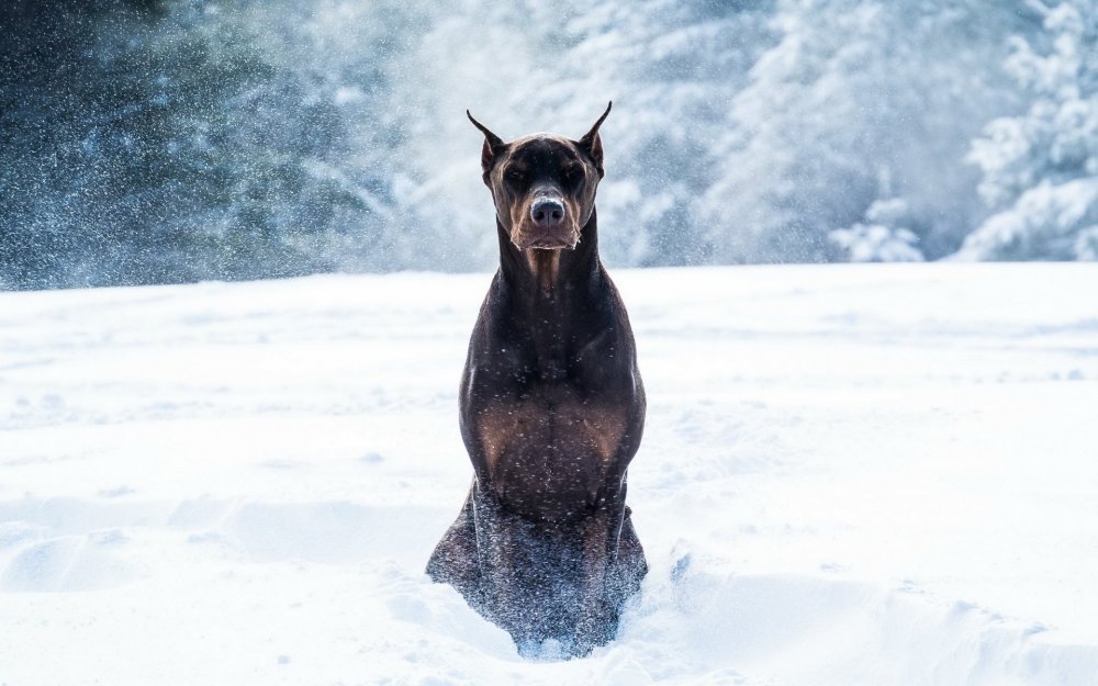 Собаки Доберманы зима