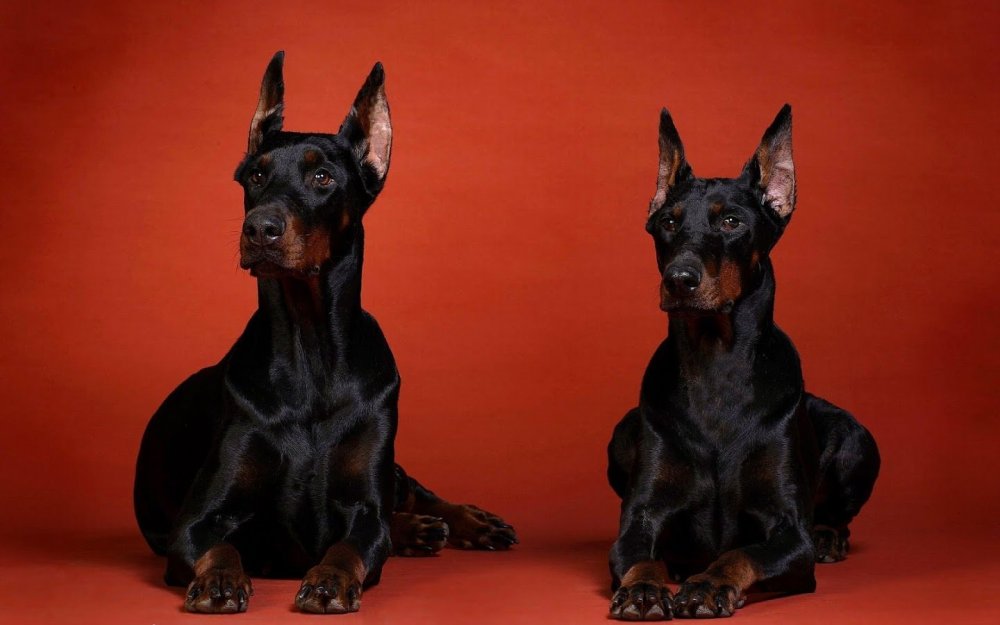Чёрная собака порода Доберман